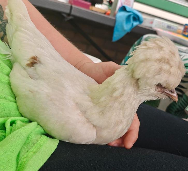 Gladvederige kippen, Dieren en Toebehoren, Pluimvee, Kip, Meerdere dieren