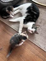 kittens, Dieren en Toebehoren