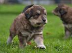 Te koop Tibetaanse mastiff x Tatra Poolse berghond pups pup, Dieren en Toebehoren, Rabiës (hondsdolheid), Overige rassen, 8 tot 15 weken