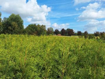 Conifeer coniferen Thuya Brabant 180 - 200 cm beschikbaar voor biedingen