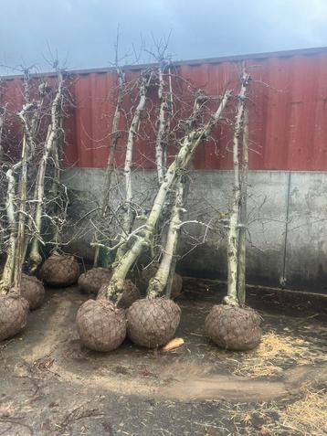 Oude elstar laagstam appelbomen beschikbaar voor biedingen