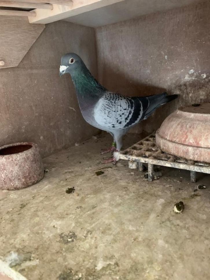 te koop postduiven, Dieren en Toebehoren, Vogels | Duiven, Postduif, Mannelijk