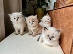 Ragdoll kittens, Ontwormd, 0 tot 2 jaar, Poes