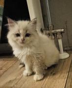 Sibirische Kitten Vrouwtje 13 weken oud GERESERVEERD, Dieren en Toebehoren, Katten en Kittens | Raskatten | Langhaar, Poes, Ontwormd