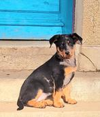 Beauceron Harlekijn pup, Particulier, 8 tot 15 weken, Buitenland, Teef