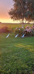 Indische loopeenden, Dieren en Toebehoren, Eend