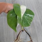 Monstera albo variegata gewortelde stek, Ophalen of Verzenden, Overige soorten, Minder dan 100 cm