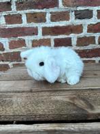 Super knap NHD x Minilop konijntje 🩷, Vrouwelijk, Hangoor, 0 tot 2 jaar