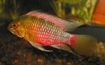 Apistogramma hongsloi red - Prijs per paar -Koidream Valburg