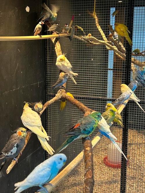 Verschillende soorten parkieten, Dieren en Toebehoren, Vogels | Parkieten en Papegaaien, Parkiet, Meerdere dieren