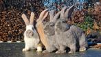 Lotharinger groot konijnen raszuiver, Dieren en Toebehoren, Konijnen, Mannelijk, Groot