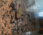 Terrarium met 2 gekko's, Dieren en Toebehoren, Ophalen, Zo goed als nieuw