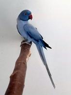 Halsbandparkiet Opaline Violet split Bleekstaart 2018 pop, Dieren en Toebehoren, Vogels | Parkieten en Papegaaien, Vrouwelijk