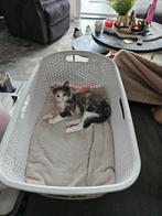 Twee kittens + voer en benodigdheden, Poes, 0 tot 2 jaar