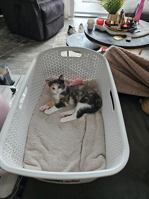 Twee kittens + voer en benodigdheden, Dieren en Toebehoren, Katten en Kittens | Overige Katten, Poes, 0 tot 2 jaar
