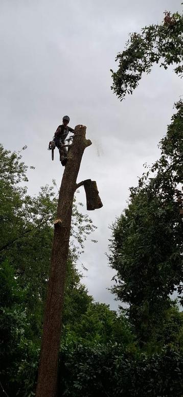 Boomverzorging snoeien kappen van bomen. beschikbaar voor biedingen