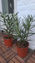 Oleander olijf plant roze balkon tuin, Tuin en Terras, Planten | Tuinplanten, Ophalen of Verzenden