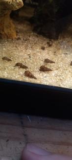 Torenslak Melanoides tuberculata, Dieren en Toebehoren, Vis