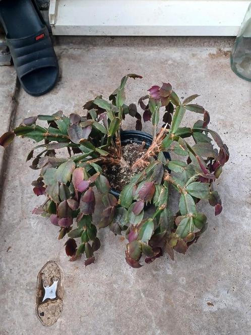 Kerstcactus - Gratis af te halen!, Huis en Inrichting, Kamerplanten, Overige soorten, Minder dan 100 cm, Bloeiende kamerplant