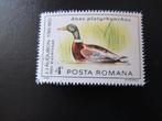 Postzegel Vogel: Wilde Eend uit Roemenië, Ophalen of Verzenden, Gestempeld, Dier of Natuur