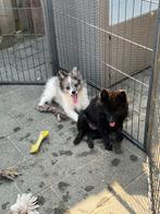 Dwergkees pups, mogen direct mee, Dieren en Toebehoren, Keeshond, 8 tot 15 weken, CDV (hondenziekte), Meerdere