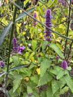 Dropplant zaad, Tuin en Terras, Planten | Tuinplanten, Ophalen of Verzenden, Overige soorten, Volle zon