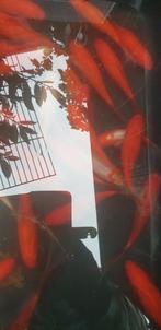 Sluuerstaarten en goudvissen, Dieren en Toebehoren, Vissen | Vijvervissen, Goudvis(sen)