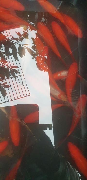 Sluuerstaarten en goudvissen beschikbaar voor biedingen