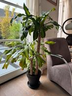 Dracaena kamerplant te koop, Huis en Inrichting, Overige soorten, Minder dan 100 cm, Ophalen of Verzenden, Halfschaduw