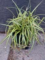 Carex oshimensis ‘Evergold’ (Bontbladige Zegge), Vaste plant, Siergrassen, Lente, Ophalen