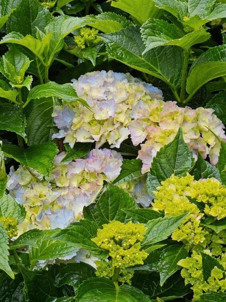 AKTIE TUIN HORTENSIA!!!!, Tuin en Terras, Planten | Struiken en Hagen, Hortensia, Minder dan 100 cm, Ophalen of Verzenden