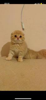 Acties(British korte haar)Ons leo heeft 4 mooi beby gekijgen, Kater, Ontwormd