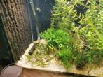 Javavaren Wendelov, Dieren en Toebehoren, Vissen | Aquaria en Toebehoren, Ophalen, Zo goed als nieuw, Plant(en), Steen of Hout