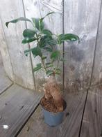 Kamerplant Ficus Ginseng Retusa bonsai, Ophalen, Ficus, Minder dan 100 cm