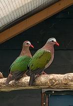 Ruilen : Groenvleugelduif, Tamboerijn, Talpacoti