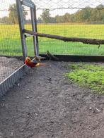 Te koop goud fazanten, Dieren en Toebehoren, Pluimvee, Meerdere dieren, Eend