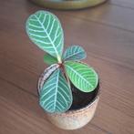 Madagascar jewel zaden, Ophalen of Verzenden, Overige soorten, Minder dan 100 cm