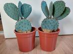 Opuntia Robusta - Schijfcactus/Wielcactus/Nopal Tapon/Camues, Huis en Inrichting, Kamerplanten, Ophalen, Cactus, Minder dan 100 cm