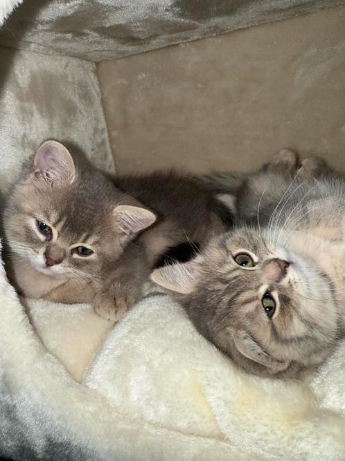 Brits korthaar, Dieren en Toebehoren, Katten en Kittens | Raskatten | Korthaar, Meerdere dieren, Ontwormd