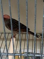 koppels rode lizards kanaries, Dieren en Toebehoren, Meerdere dieren, Postuurkanarie