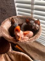 Sphynx Kittens Te Koop (zie informatie hier onder), Dieren en Toebehoren, Katten en Kittens | Raskatten | Korthaar, Meerdere dieren