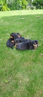 Te koop jack russel pups, Jack Russell Terriër, Rabiës (hondsdolheid), 8 tot 15 weken, Meerdere