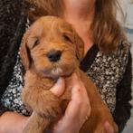 Labradoodle pups, Dieren en Toebehoren, Rabiës (hondsdolheid), 8 tot 15 weken, Meerdere dieren, Eén hond