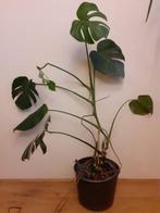Gratis* Monstera kamerplant, Huis en Inrichting, Kamerplanten, Ophalen, Overige soorten, Halfschaduw, Minder dan 100 cm