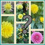 Verassing kleur Dahlia, Tuin en Terras, Ophalen of Verzenden, Voorjaar, Volle zon, Knol