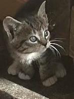 Tijgerlook kitten