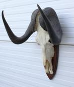 Schedel WITSTAART GNU / WILDEBEEST op schild (# A), Ophalen of Verzenden, Gebruikt, Wild dier, Schedel