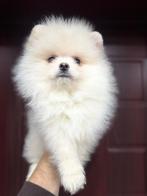 Prachtige mini Pomeriaan puppy’s ( bear face ), Dieren en Toebehoren, Honden | Poolhonden, Keeshonden en Oertypen, België, Particulier