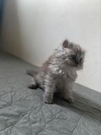 kittens, Dieren en Toebehoren, Katten en Kittens | Dekkaters, 0 tot 2 jaar