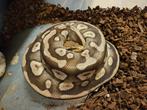 Mojave Pastel het Desert Ghost - KWEEKVROUW - 165 EURO, Dieren en Toebehoren, Reptielen en Amfibieën, Slang, 3 tot 6 jaar